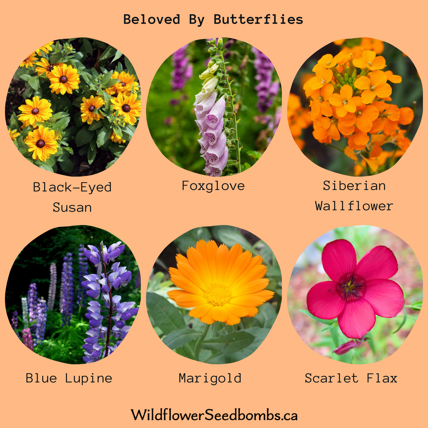Beloved by Butterflies