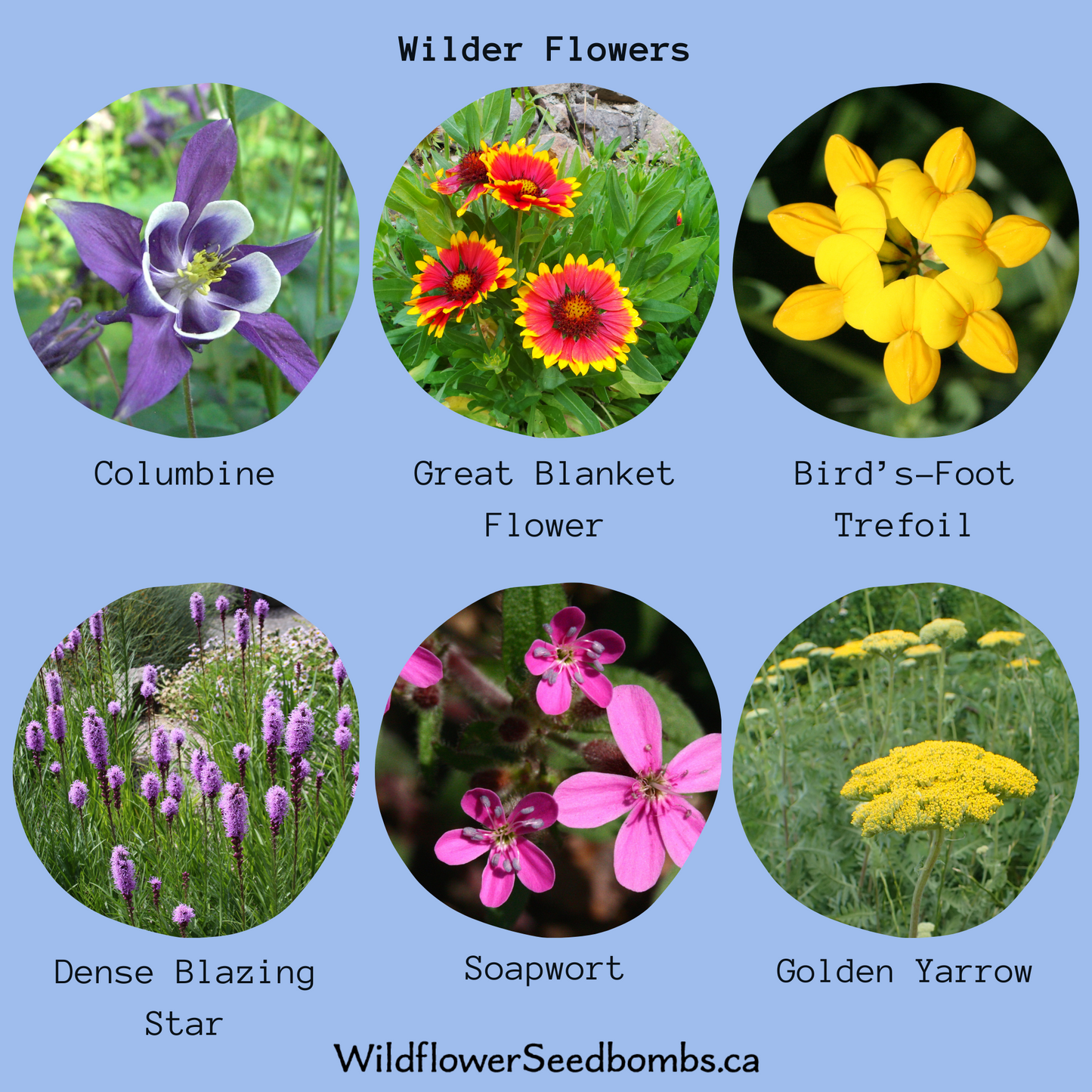 Wilder Flowers