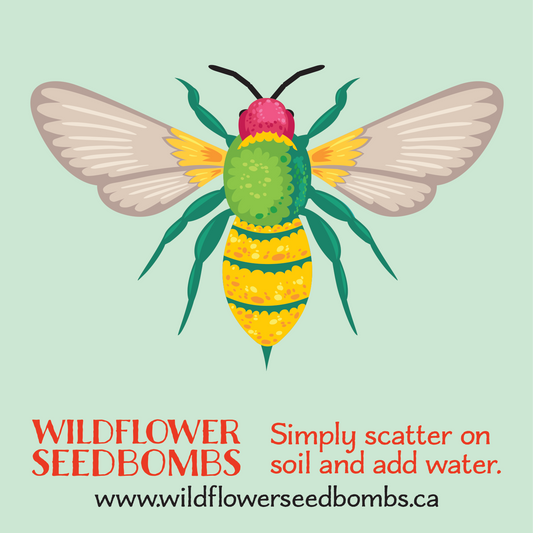 Illustration of a colourful bee on a pastel green background. Text in red below: WILDFLOWER SEEDBOMBS Simply scatter on soil and add water. Text in black at the bottom: www.wildflowerseedbombs.ca