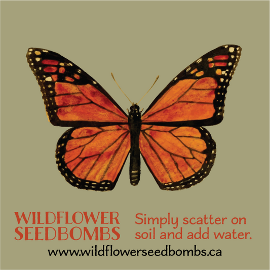 Illustration of monarch butterfly on a khaki background. Text in orange below: WILDFLOWER SEEDBOMBS Simply scatter on soil and add water. Text in black at the bottom: www.wildflowerseedbombs.ca