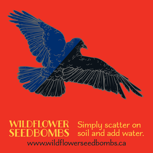Illustration of crow half dark blue, half black on a red background. Text in yellow below: WILDFLOWER SEEDBOMBS Simply scatter on soil and add water. Text in grey at the bottom: www.wildflowerseedbombs.ca