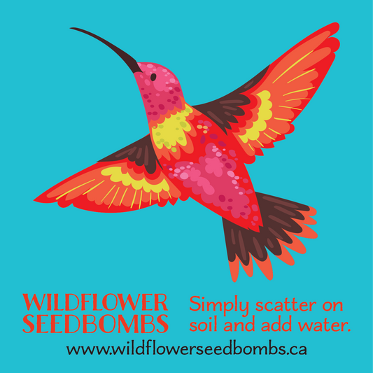Illustration of red, orange, yellow and pink hummingird on a teal background. Text in red below: WILDFLOWER SEEDBOMBS Simply scatter on soil and add water. Text in black at the bottom: www.wildflowerseedbombs.ca