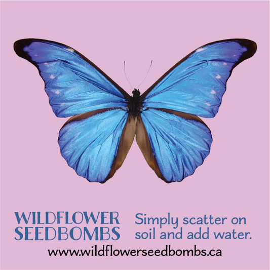 Illustration of blue butterfly on a pale pink background. Text in blue below: WILDFLOWER SEEDBOMBS Simply scatter on soil and add water. Text in black at the bottom: www.wildflowerseedbombs.ca