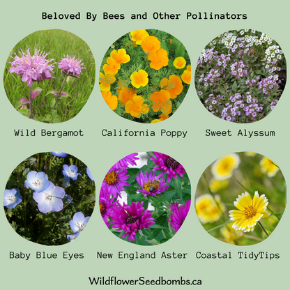 Beloved by Bees and Other Pollinators