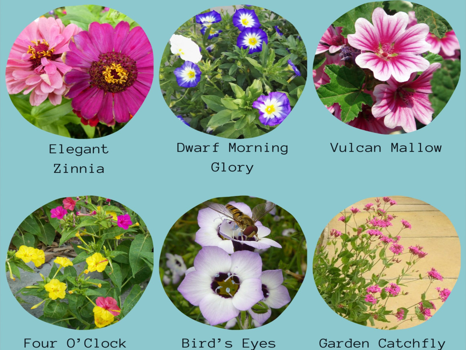 flower trick vs seed bomb The F-Bomb – Wildflower Seedbombs